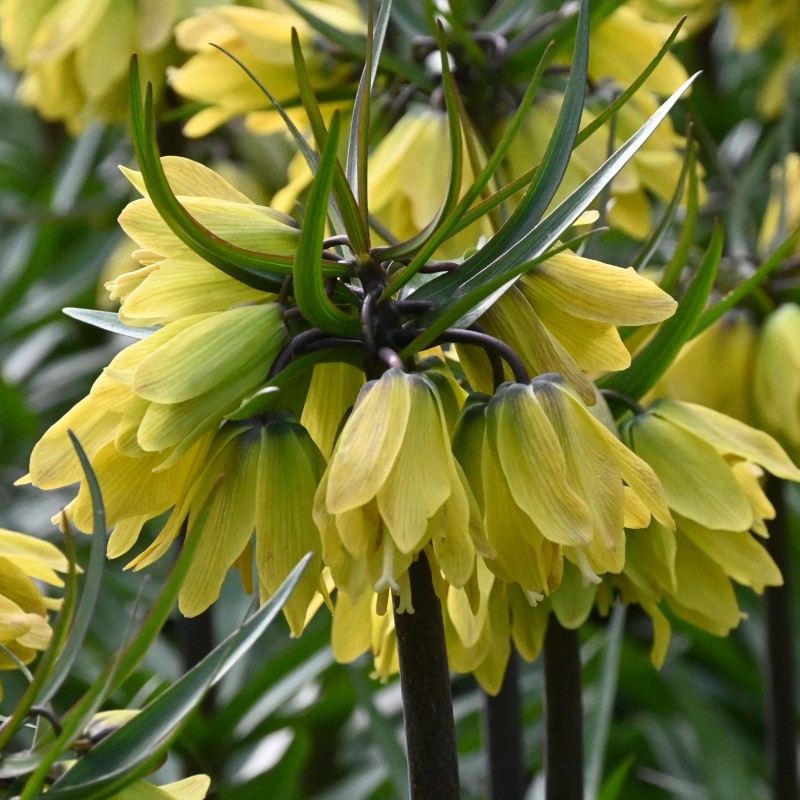 Fritillaria 'Helena' Fritillaria 'Helena'