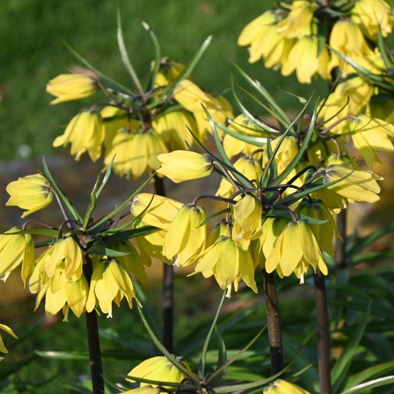 Fritillaria 'Helena' Fritillaria 'Helena'