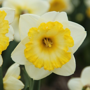 Narcissus 'Bright Sun' Narcissus 'Bright Sun'
