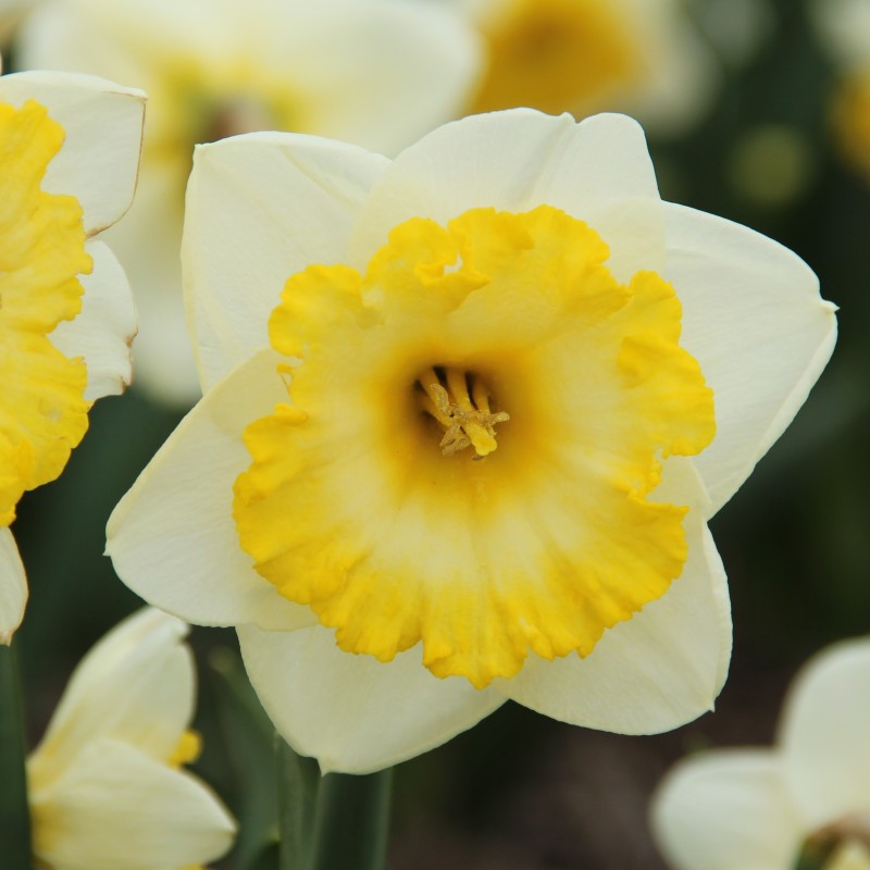 Narcissus 'Bright Sun' Narcissus 'Bright Sun'