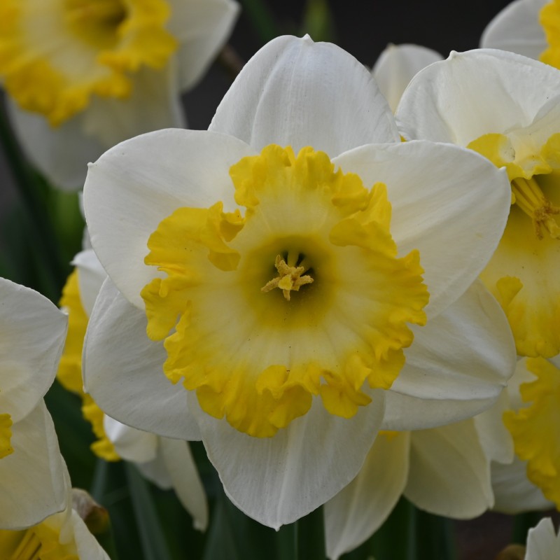 Narcissus 'Bright Sun' Narcissus 'Bright Sun'