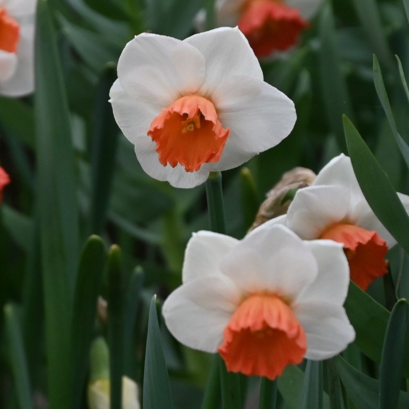 Narcissus 'Brook Ager' Narcissus 'Brook Ager'
