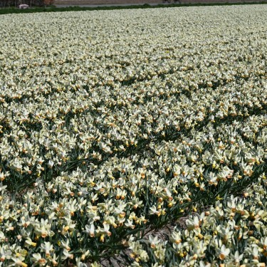 Narcissus 'Carice' Narcissus 'Carice'