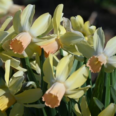 Narcissus 'Carice' Narcissus 'Carice'