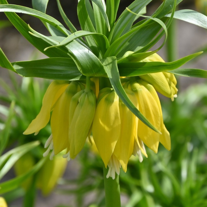 Fritillaria 'Maxima Lutea' Fritillaria 'Maxima Lutea'