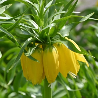 Fritillaria 'Maxima Lutea' Fritillaria 'Maxima Lutea'