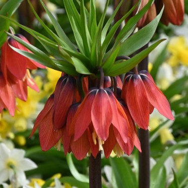 Fritillaria 'Red Beauty' Fritillaria 'Red Beauty'