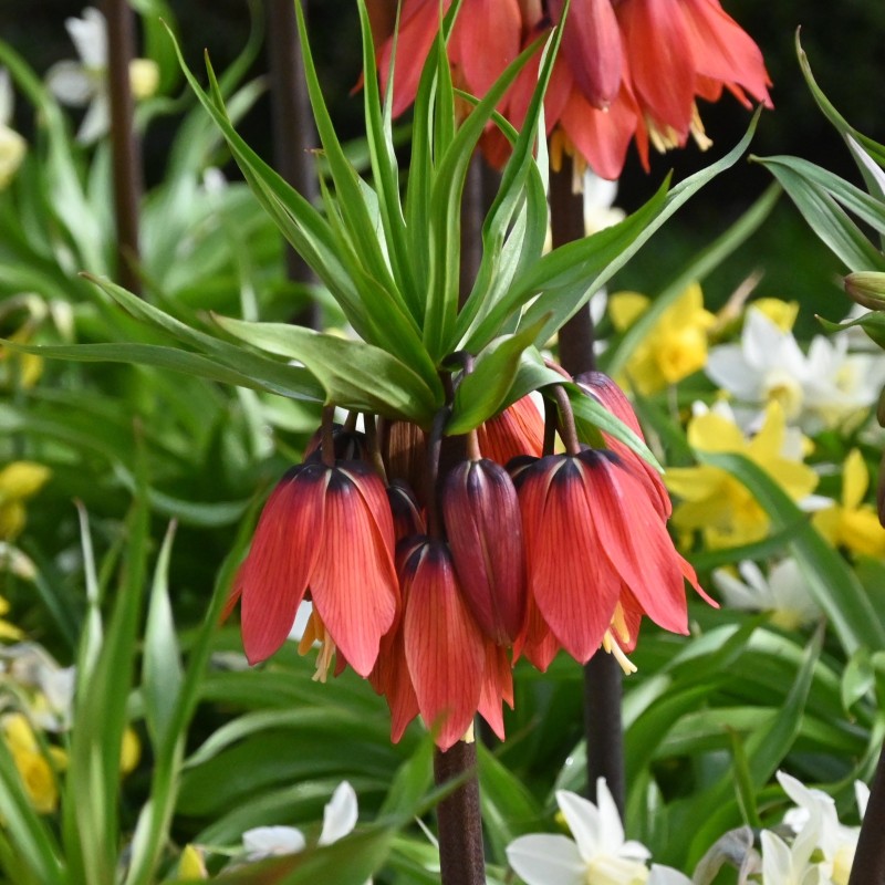Fritillaria 'Red Beauty' Fritillaria 'Red Beauty'