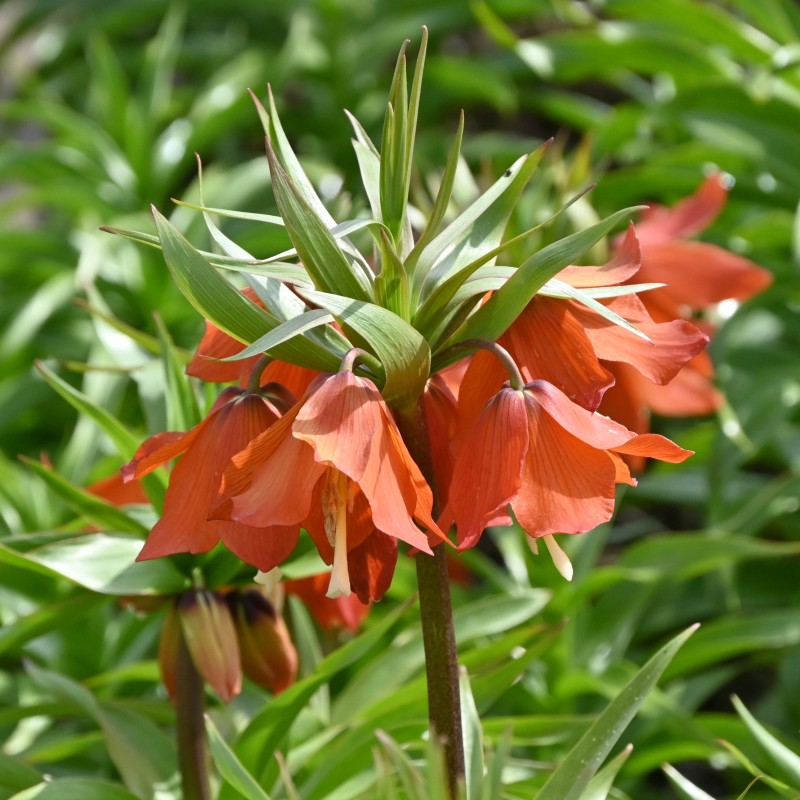 Fritillaria eduardii 'Sunrise' Fritillaria eduardii 'Sunrise'