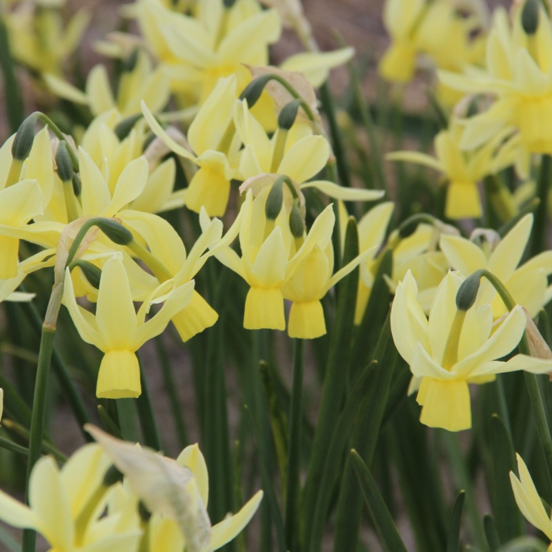 Narcissus 'Chipper' Narcissus 'Chipper'