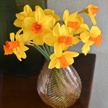 Narcissus 'Classic Garden' Narcissus 'Classic Garden'