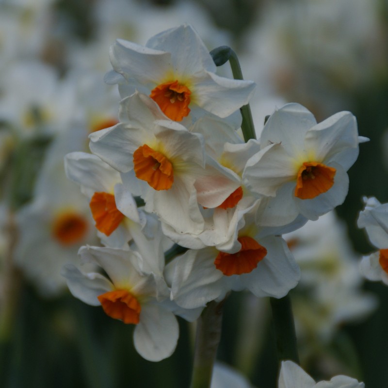 Narcissus 'Cragford' Narcissus 'Cragford'
