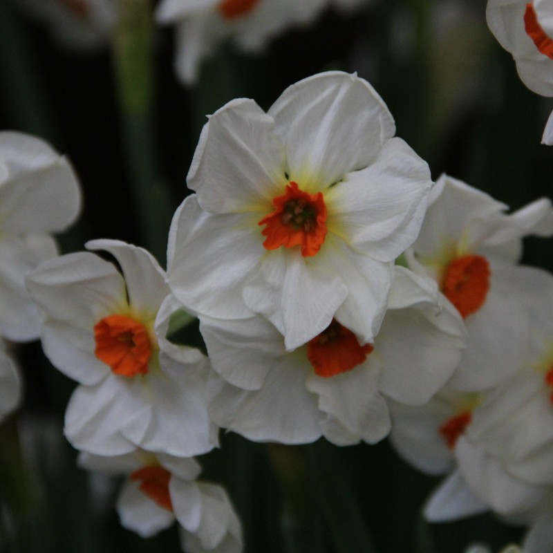 Narcissus 'Cragford' Narcissus 'Cragford'