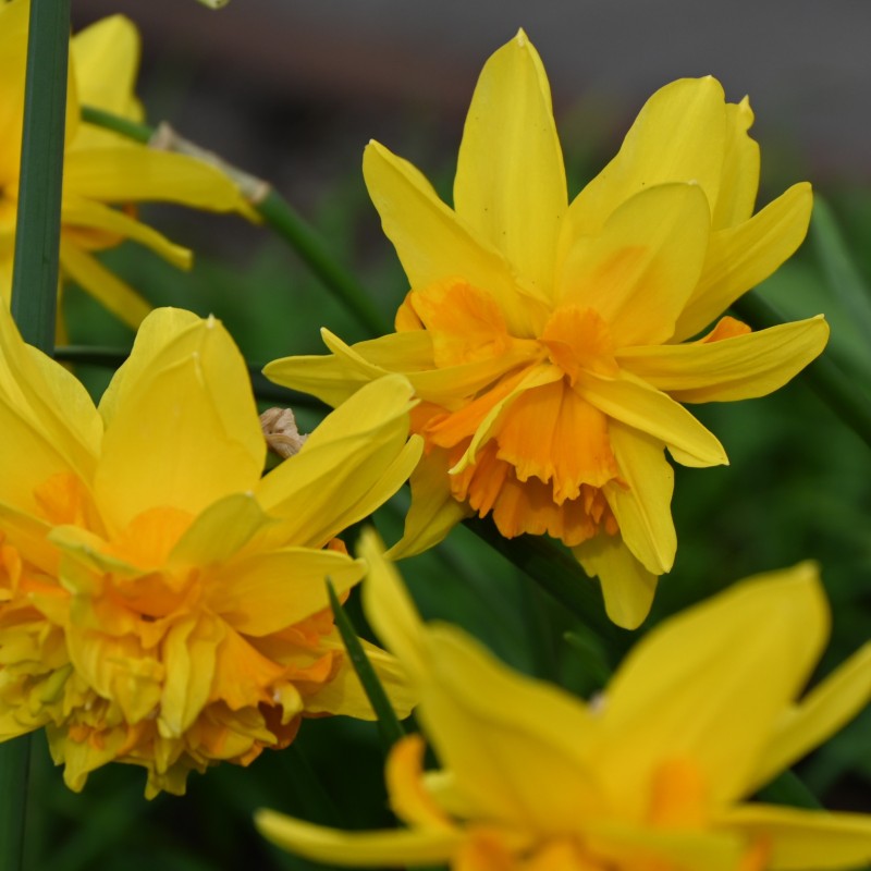 Narcissus 'Double Itzim' Narcissus 'Double Itzim'