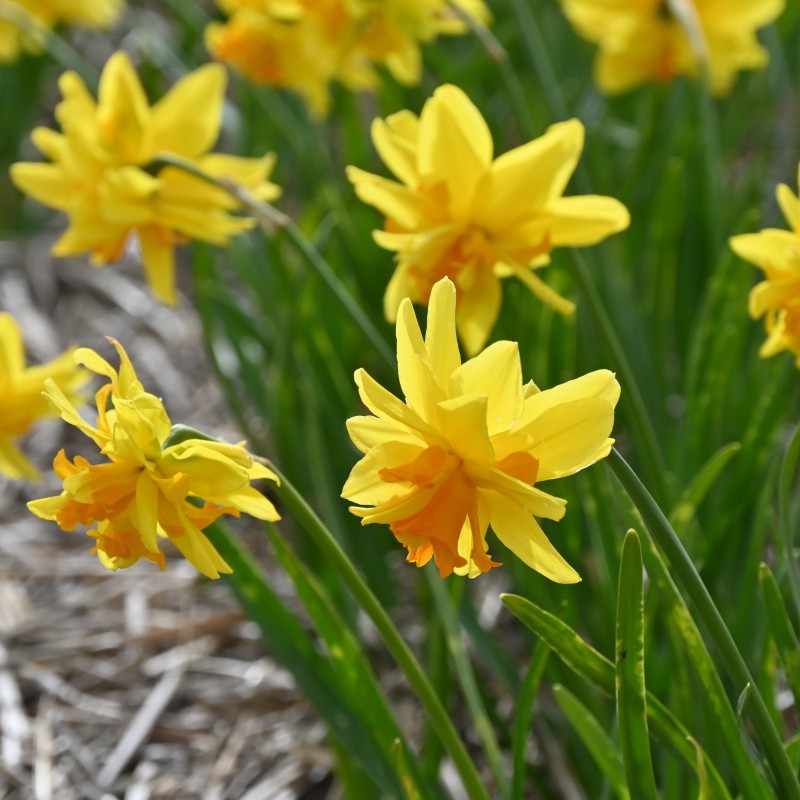Narcissus 'Double Itzim' Narcissus 'Double Itzim'