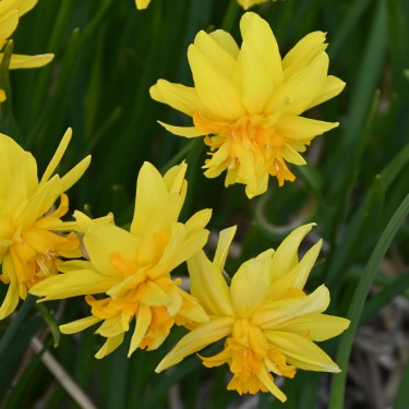 Narcissus 'Double Itzim' Narcissus 'Double Itzim'