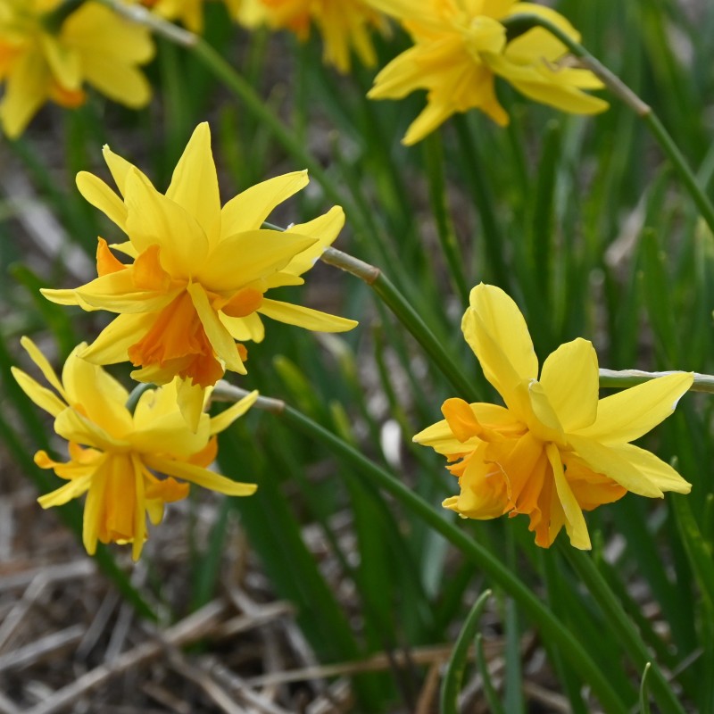 Narcissus 'Double Itzim' Narcissus 'Double Itzim'