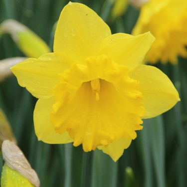 Narcissus 'Dutch Master' Narcissus 'Dutch Master'