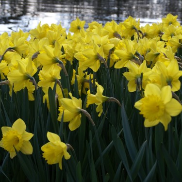 Narcissus 'Dutch Master' Narcissus 'Dutch Master'