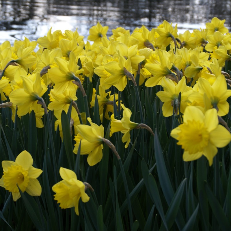Narcissus 'Dutch Master' Narcissus 'Dutch Master'