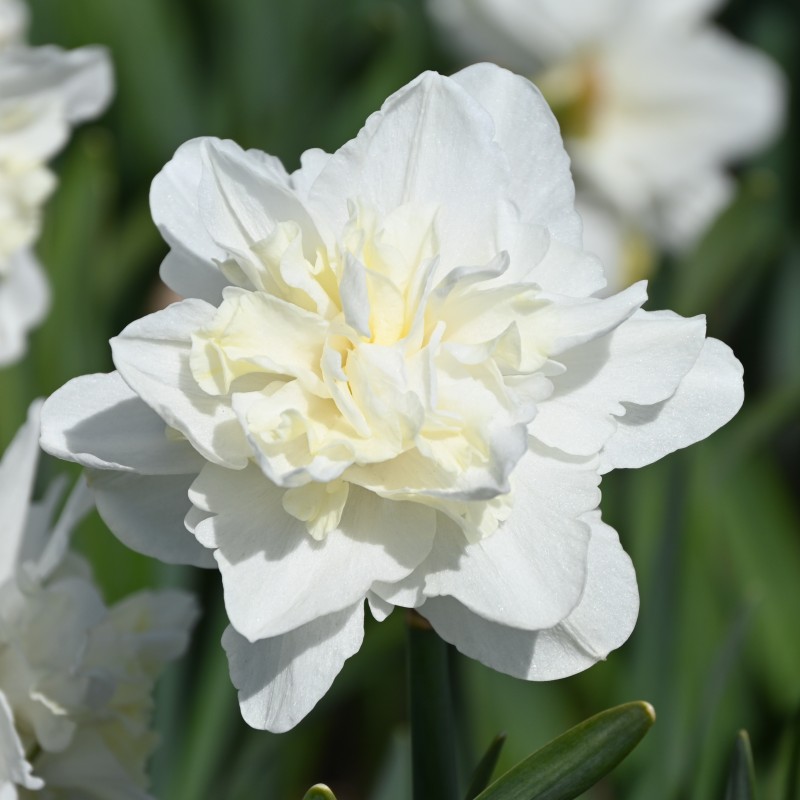 Narcissus 'Easter Born' Narcissus 'Easter Born'