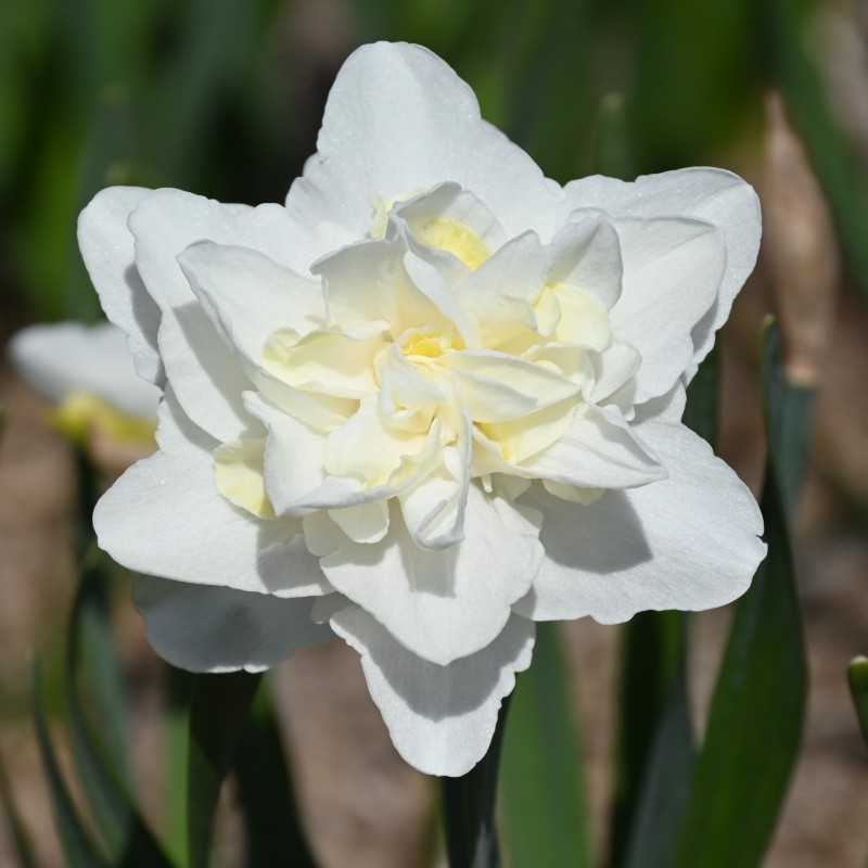 Narcissus 'Easter Born' Narcissus 'Easter Born'