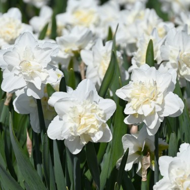 Narcissus 'Easter Born' Narcissus 'Easter Born'