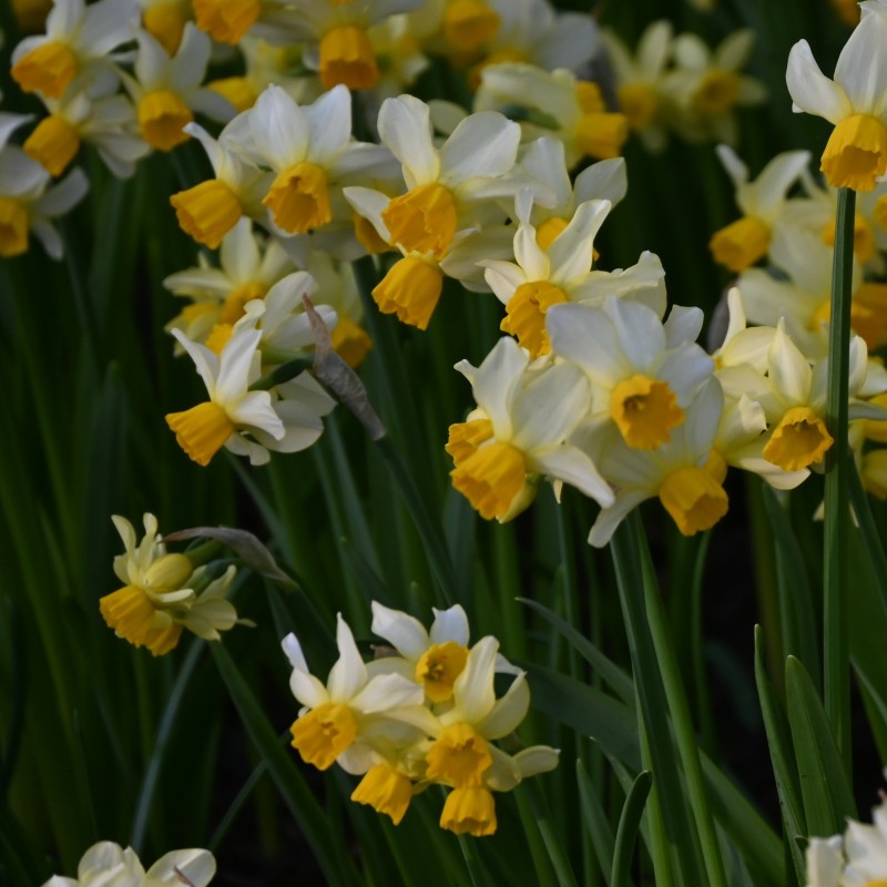 Narcissus 'Eaton Song' Narcissus 'Eaton Song'