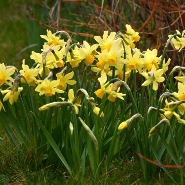Narcissus 'Eaton Song' Narcissus 'Eaton Song'