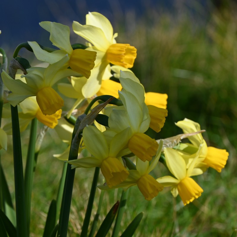 Narcissus 'Eaton Song' Narcissus 'Eaton Song'