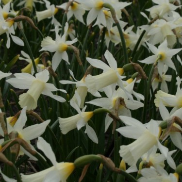 Narcissus 'Elka' Narcissus 'Elka'