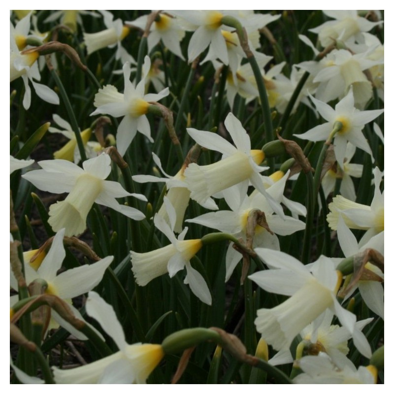 Narcissus 'Elka' Narcissus 'Elka'