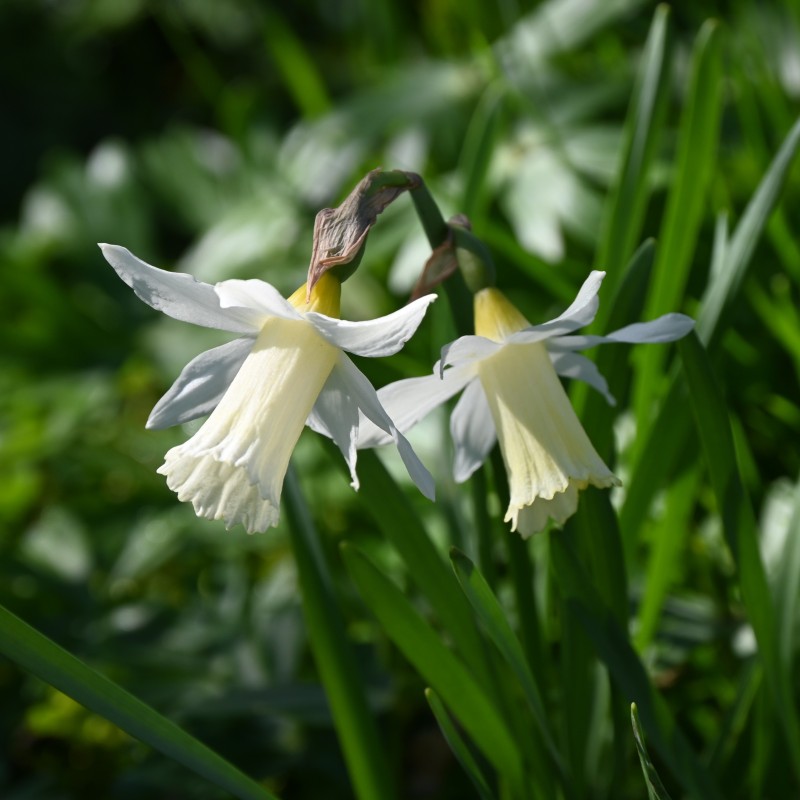 Narcissus 'Elka' Narcissus 'Elka'