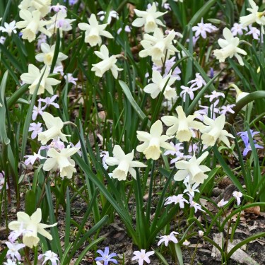 Narcissus 'Elka' Narcissus 'Elka'