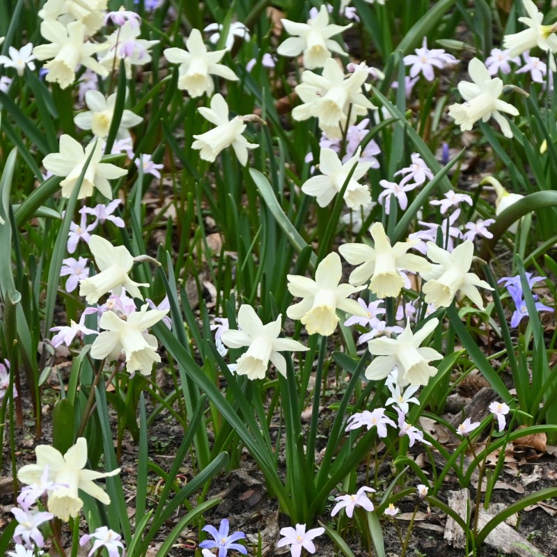 Narcissus 'Elka' Narcissus 'Elka'
