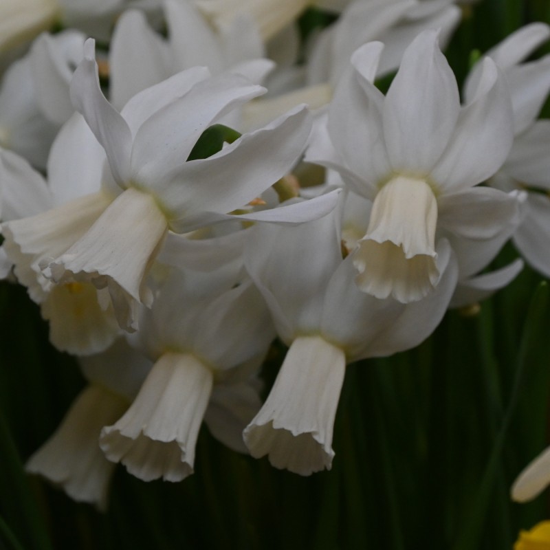 Narcissus 'Emcys' Narcissus 'Emcys'