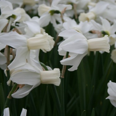 Narcissus 'Emcys' Narcissus 'Emcys'