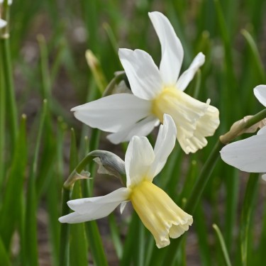 Narcissus 'Emcys' Narcissus 'Emcys'