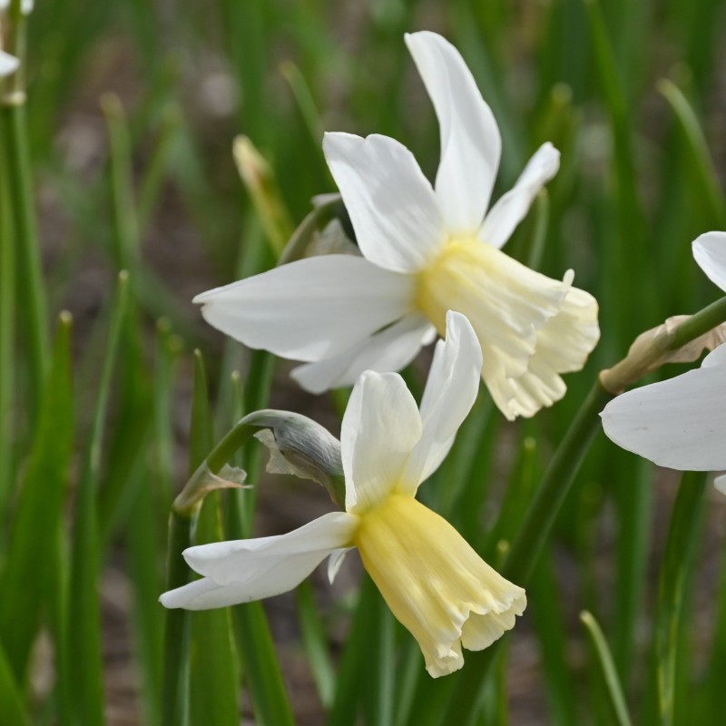 Narcissus 'Emcys' Narcissus 'Emcys'
