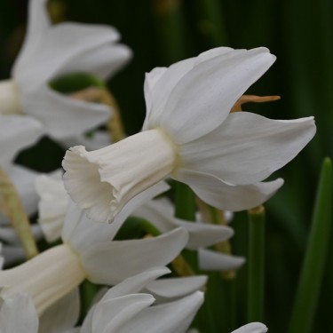 Narcissus 'Emcys' Narcissus 'Emcys'