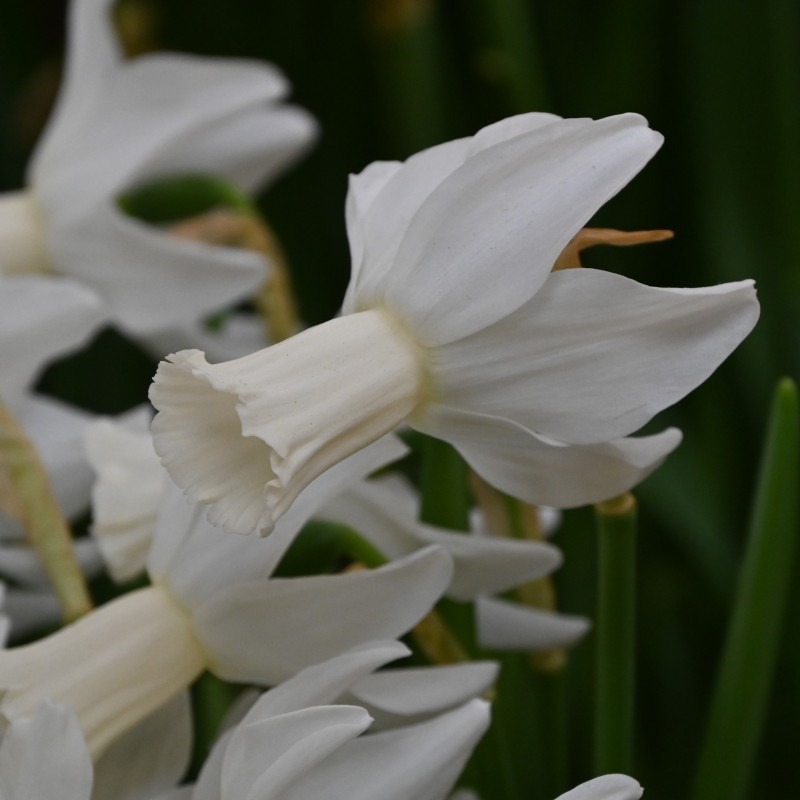 Narcissus 'Emcys' Narcissus 'Emcys'