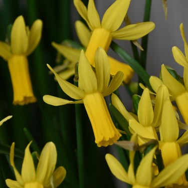 Narcissus 'Englander'