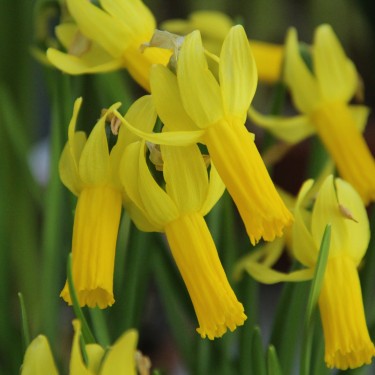 Narcissus 'Englander' Narcissus 'Englander'