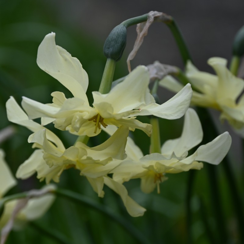 Narcissus 'Exotic Mystery' Narcissus 'Exotic Mystery'