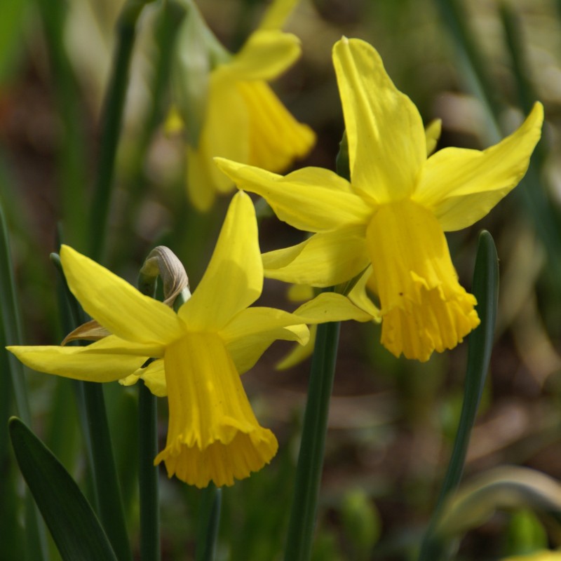Narcissus 'February Gold' Narcissus 'February Gold'