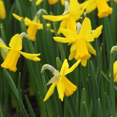 Narcissus 'February Gold' Narcissus 'February Gold'