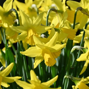 Narcissus 'February Gold' Narcissus 'February Gold'