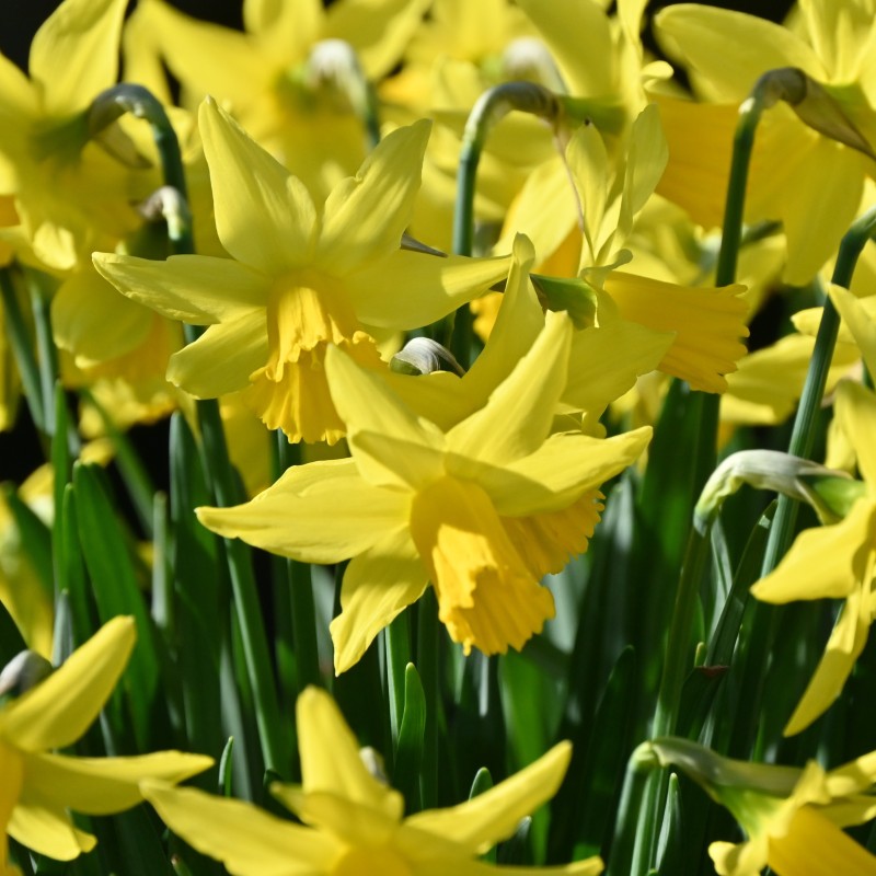 Narcissus 'February Gold' Narcissus 'February Gold'