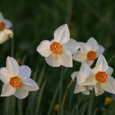 Narcissus 'Firetail' Narcissus 'Firetail'
