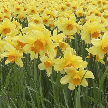 Narcissus 'Fortissimo' Narcissus 'Fortissimo'